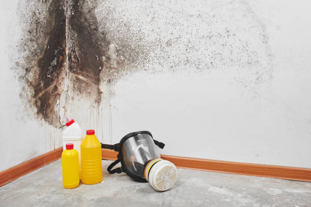 Best Emergency Mold Removal  in Castle Hills, TX