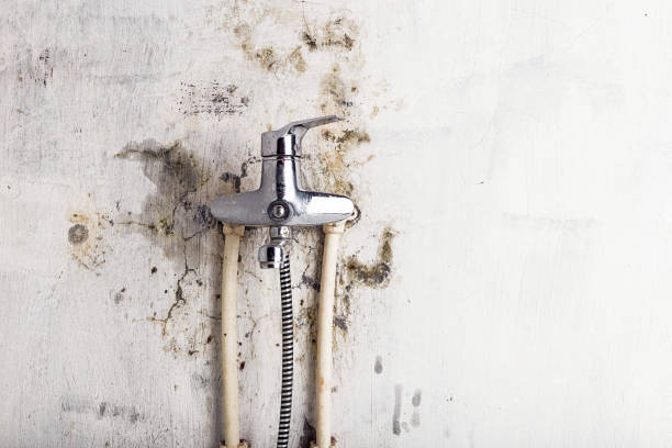 Reliable Castle Hills, TX Mold Removal Solutions