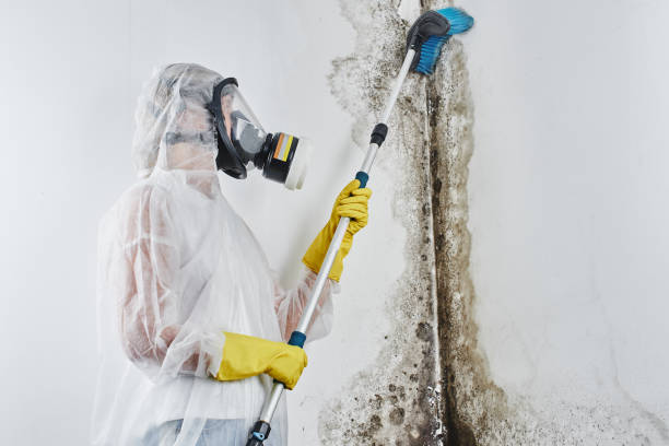 Best Attic Mold Removal  in Castle Hills, TX