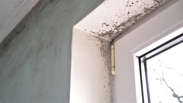 Best Same-Day Mold Removal  in Castle Hills, TX