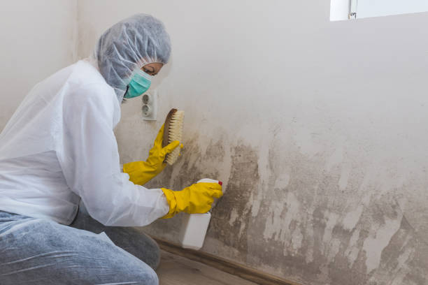 Best Black Mold Removal  in Castle Hills, TX