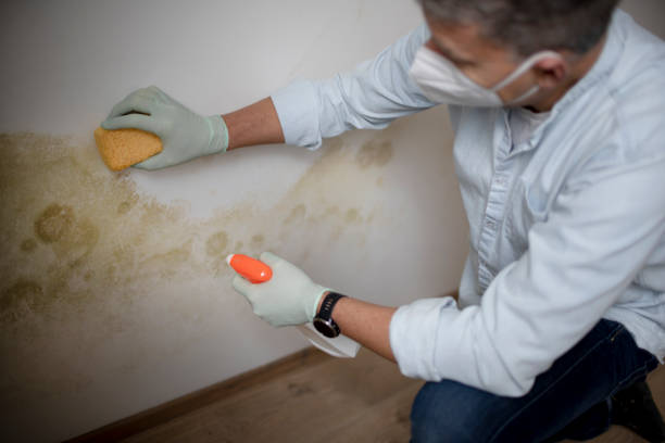 Best Mold Remediation  in Castle Hills, TX