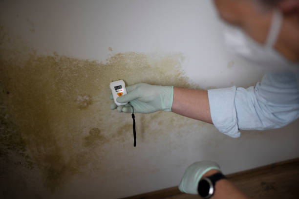 Best Black Mold Removal  in Castle Hills, TX