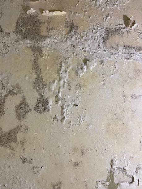 Best Mold Removal Near Me  in Castle Hills, TX