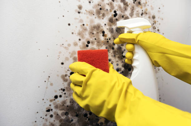 Best Mold Removal Near Me  in Castle Hills, TX