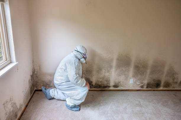 Best Emergency Mold Removal  in Castle Hills, TX