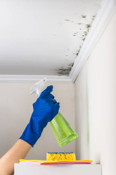 Best Mold Removal Company Near Me  in Castle Hills, TX