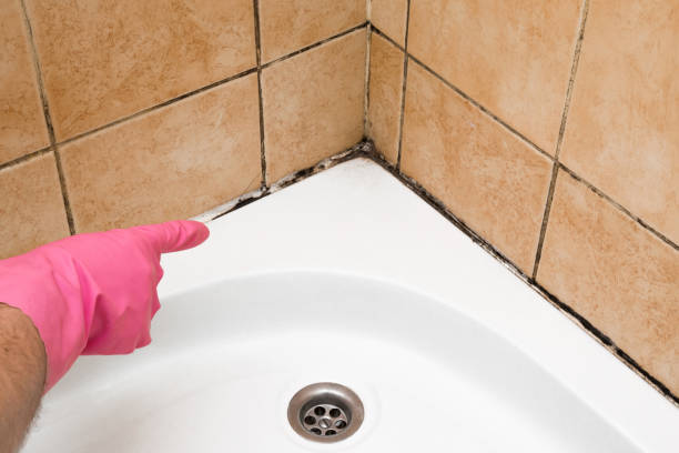 Best Home Mold Removal  in Castle Hills, TX